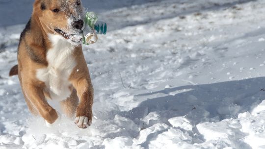 NELSON ZACARIAS’ 2-YEAR-OLD DOG LUCAS