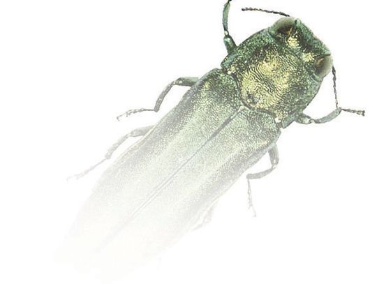 City of Tracy looks for ReLeaf from looming emerald ash borer problem