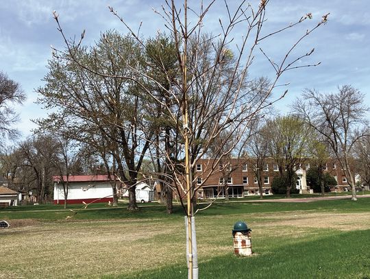 Goldie’s tree