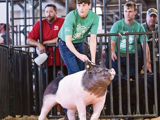 local 4-hers crush it at the state fair