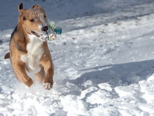 NELSON ZACARIAS’ 2-YEAR-OLD DOG LUCAS