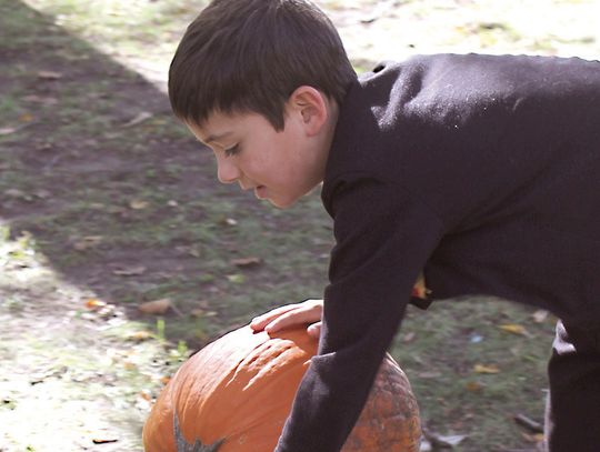 Pumpkins for all