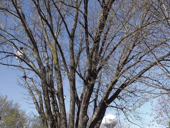 The other ‘TOrnado tree’