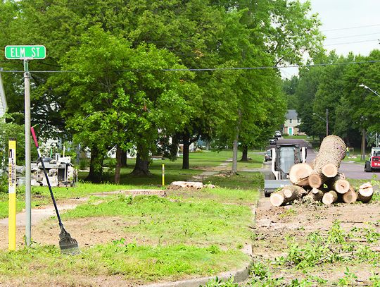 Tree removal begins in Tracy