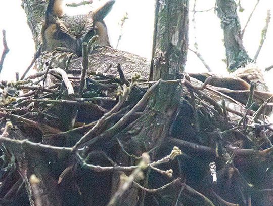 Whooo are you looking at?