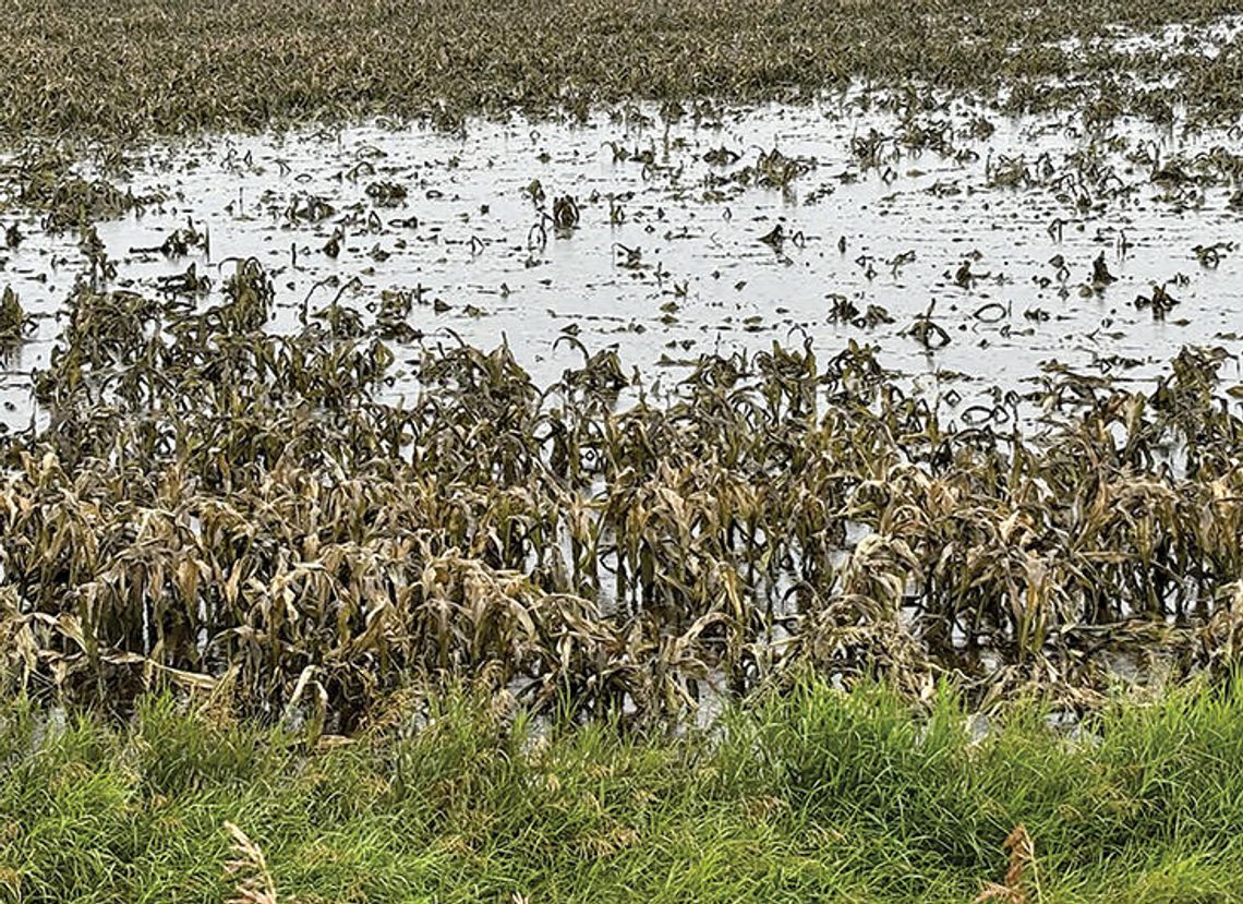 Issues abound for area corn, soybeans